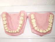 Modelos Anatómicos Dentales